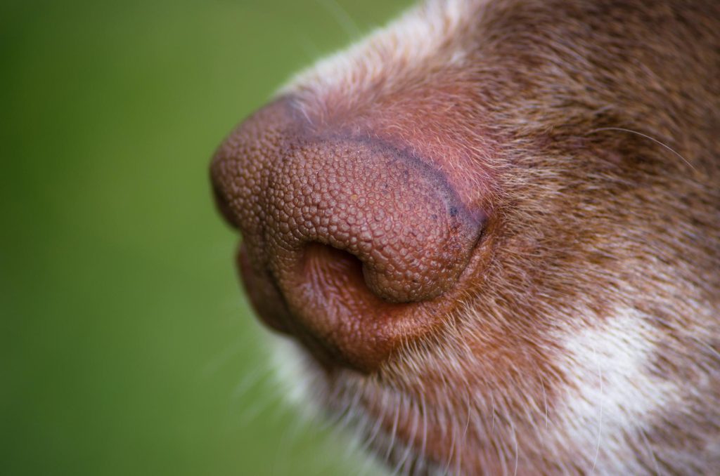 Reukvermogen hond