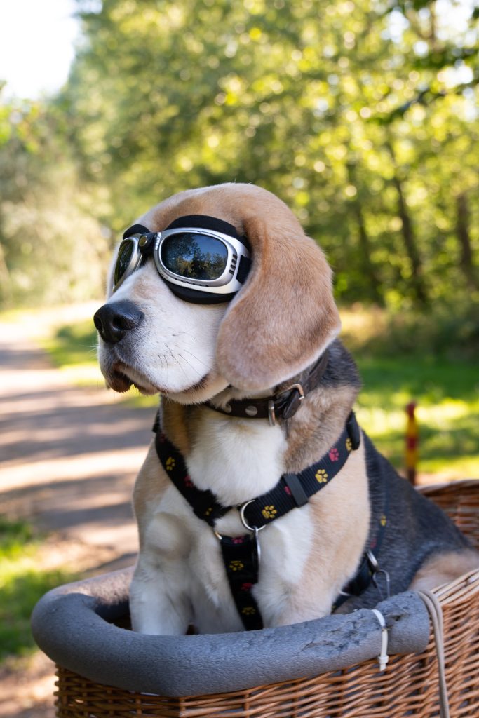 Stoere namen hond