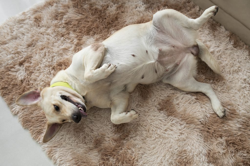 Buikpijn hond
