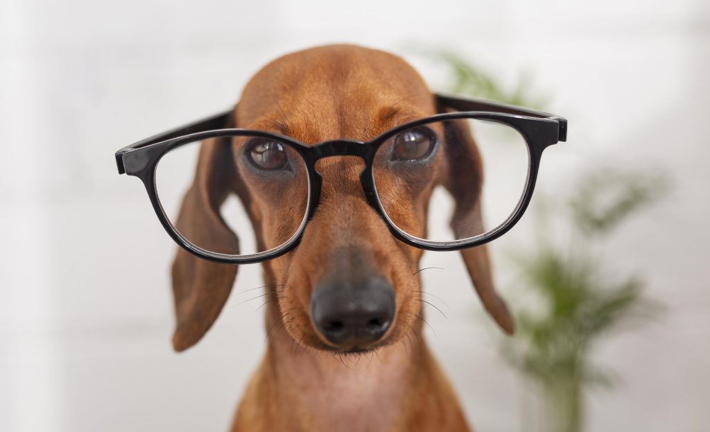 Ectropion hond