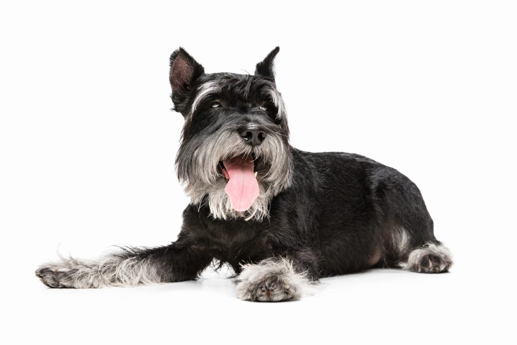 Cairn Terrier