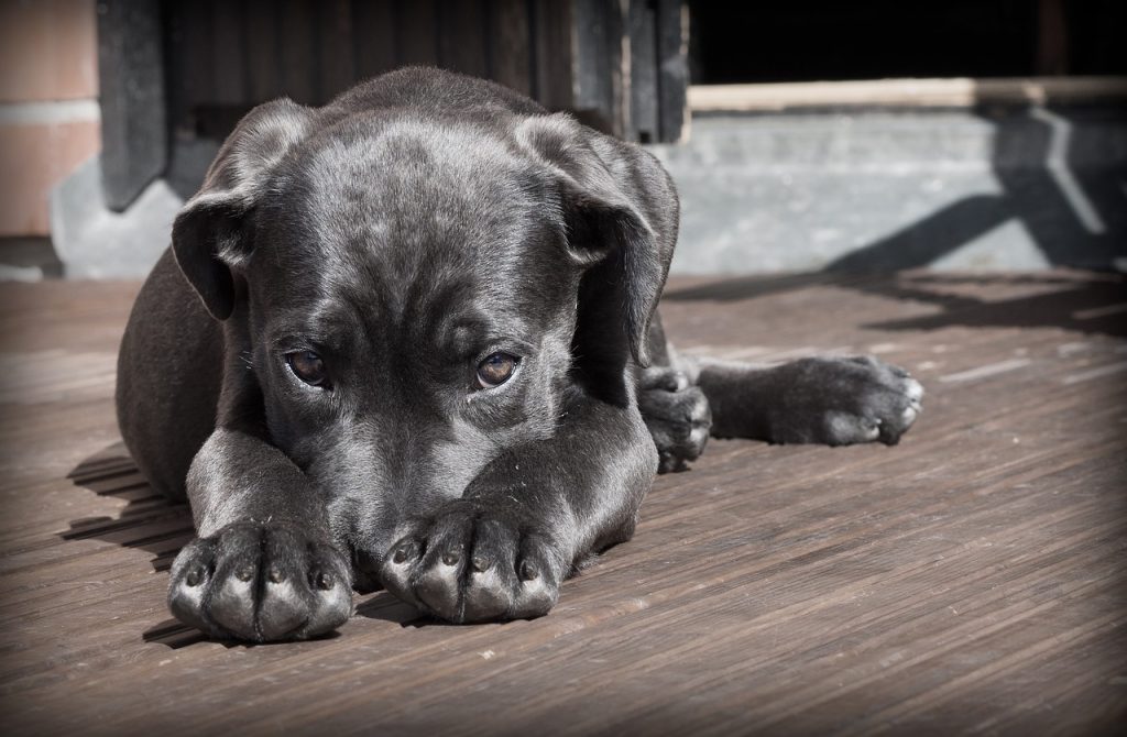 Malassezia hond