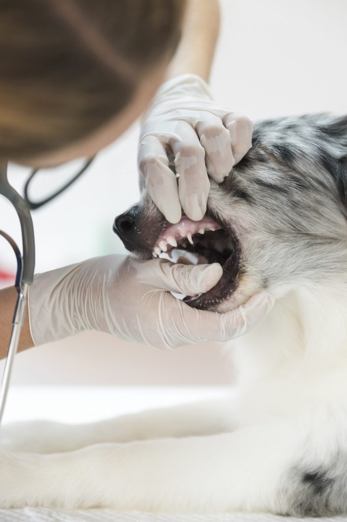 Ontstoken tandvlees hond