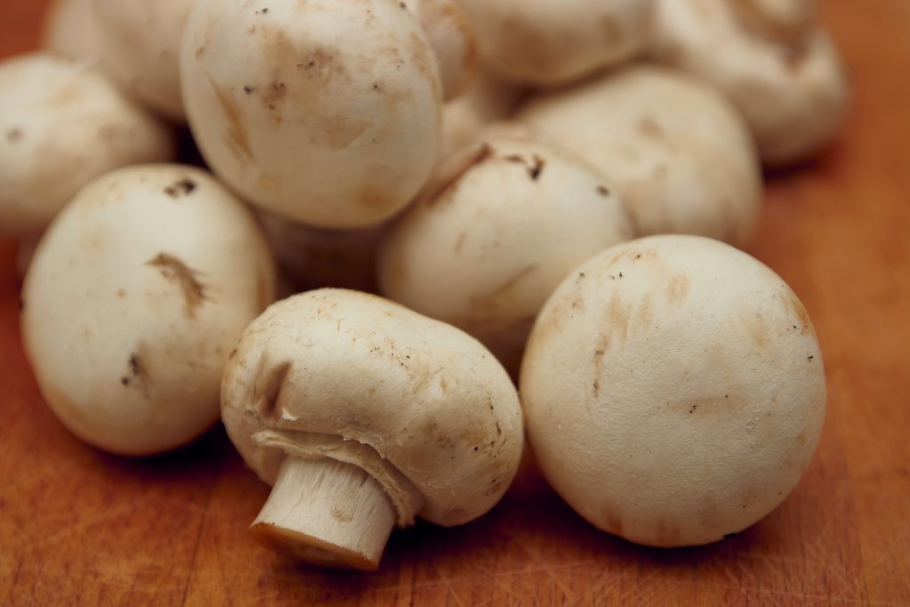Champignons honden