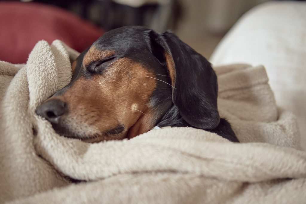 Koorts honden