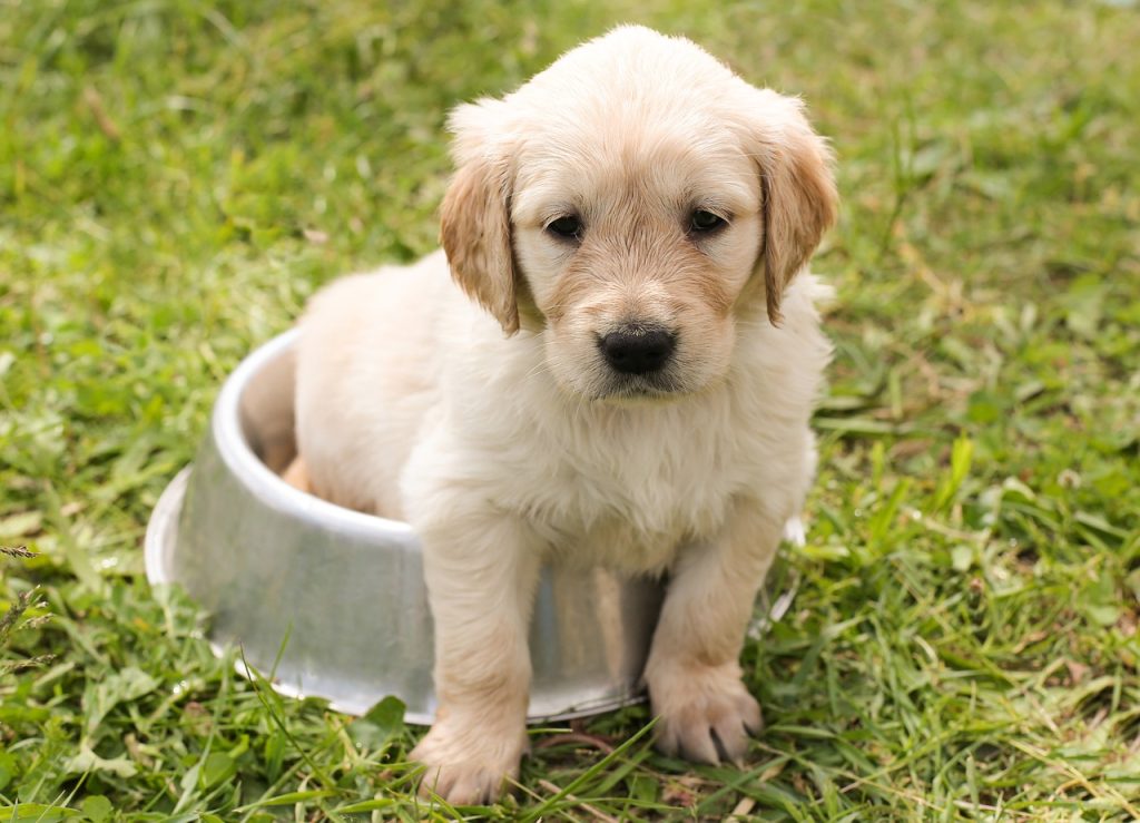 Hond drinkt veel