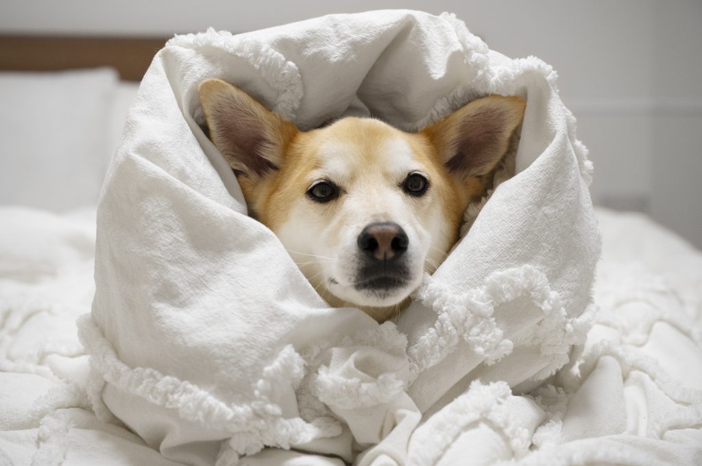 Cushing honden
