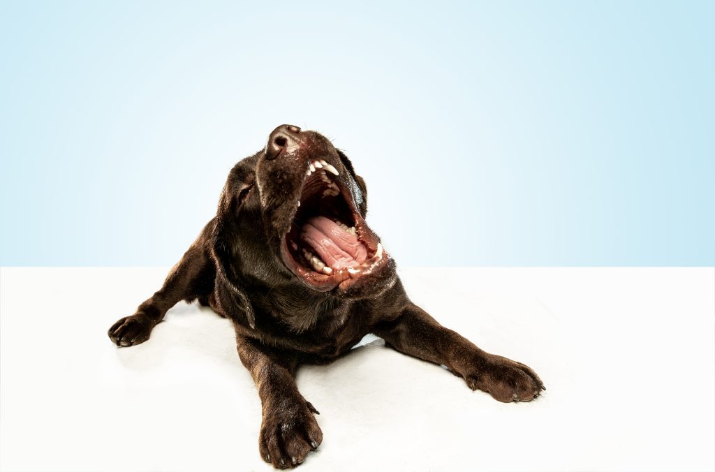Reverse sneezing hond