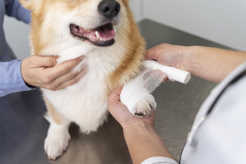 Ontstoken wond hond
